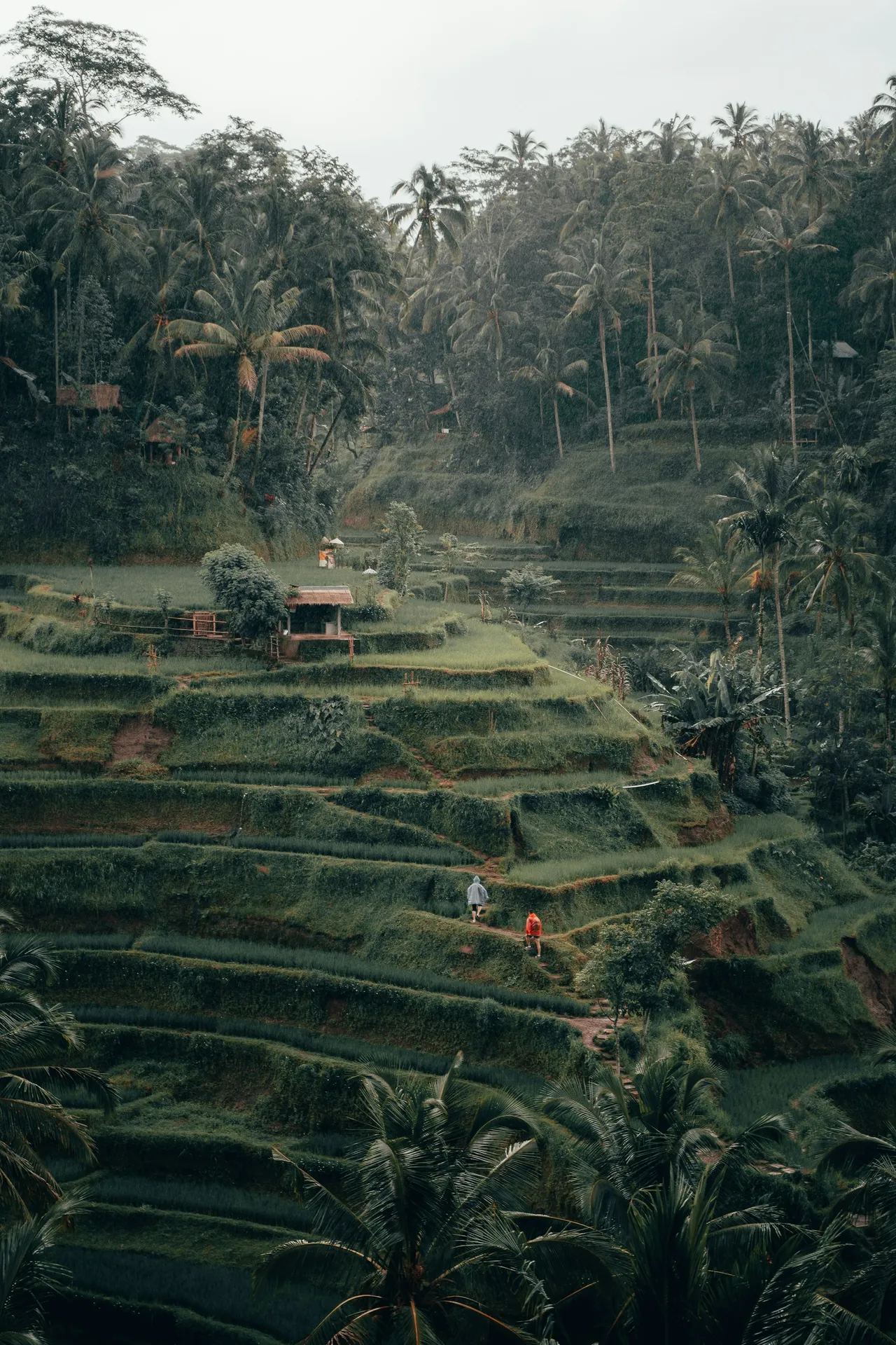 Lush green rice terraces and palm trees in Ubud, Bali